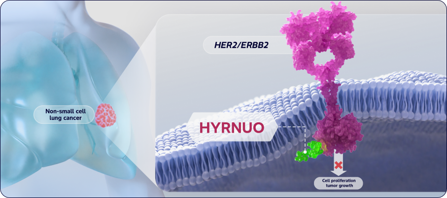 Illustration showing HYRNUO interacting with a HER2 receptor on a cell membrane